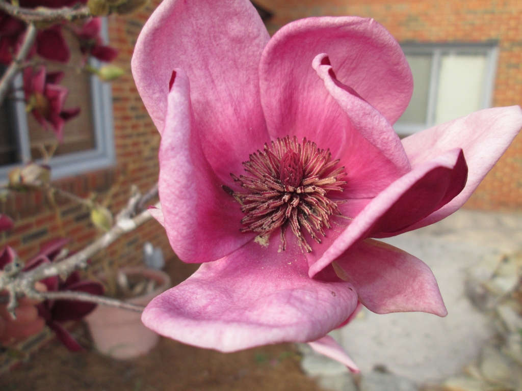Flower at stem tip - pink rose-like petals & stamens at the base