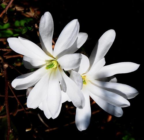 Flower close-up