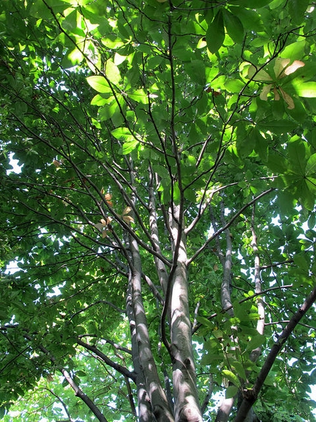 Magnolia tripetala