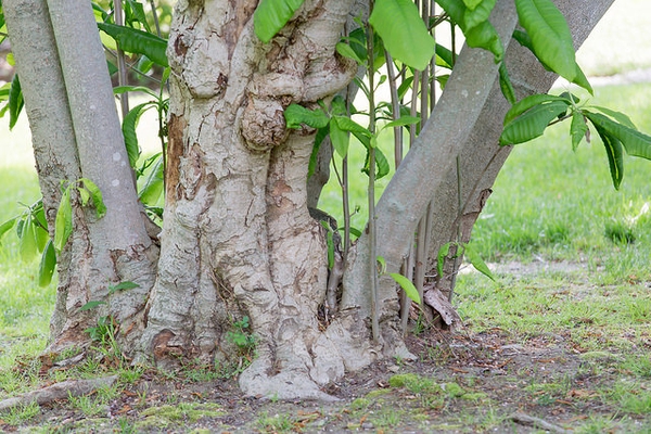 Magnolia tripetala