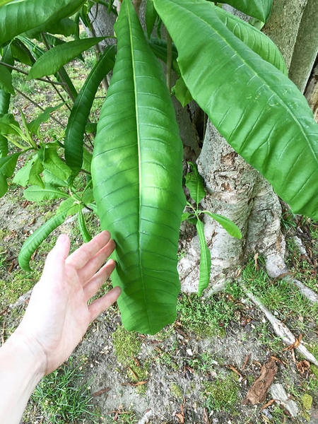 Magnolia tripetala