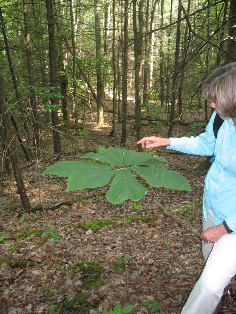 Person next to a chest-high sapling w/ terminal rosette of lvs