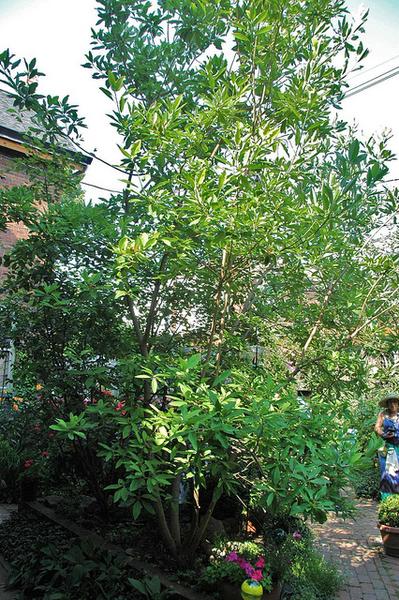 Magnolia virginiana
