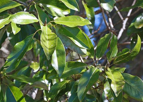 Leaves
