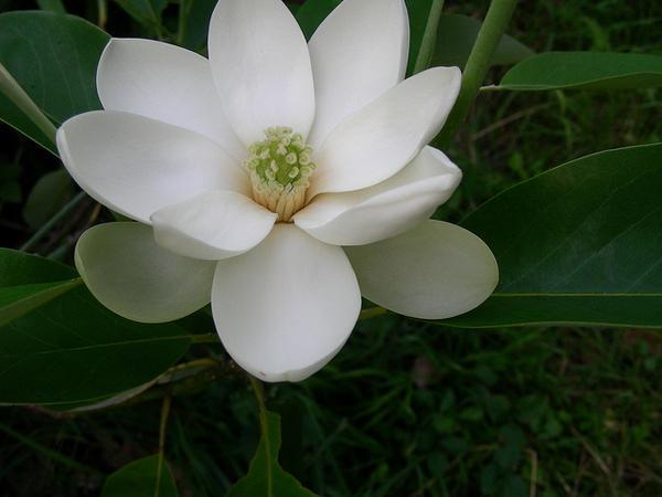 'Moonglow' bloom