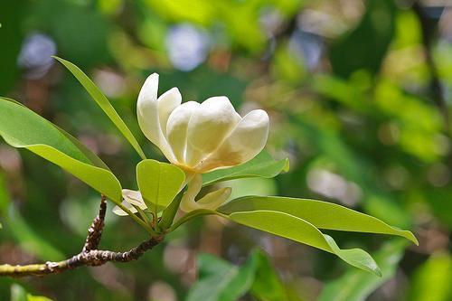 Magnolia virginiana 