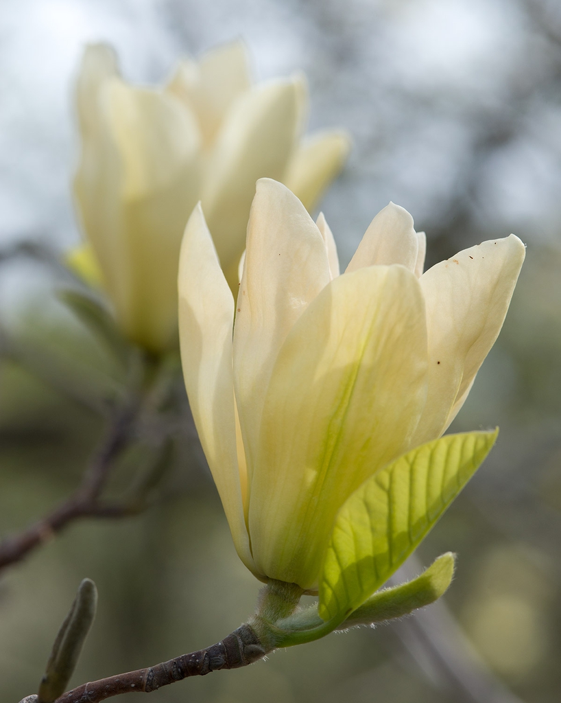 Elizabeth' flower'
