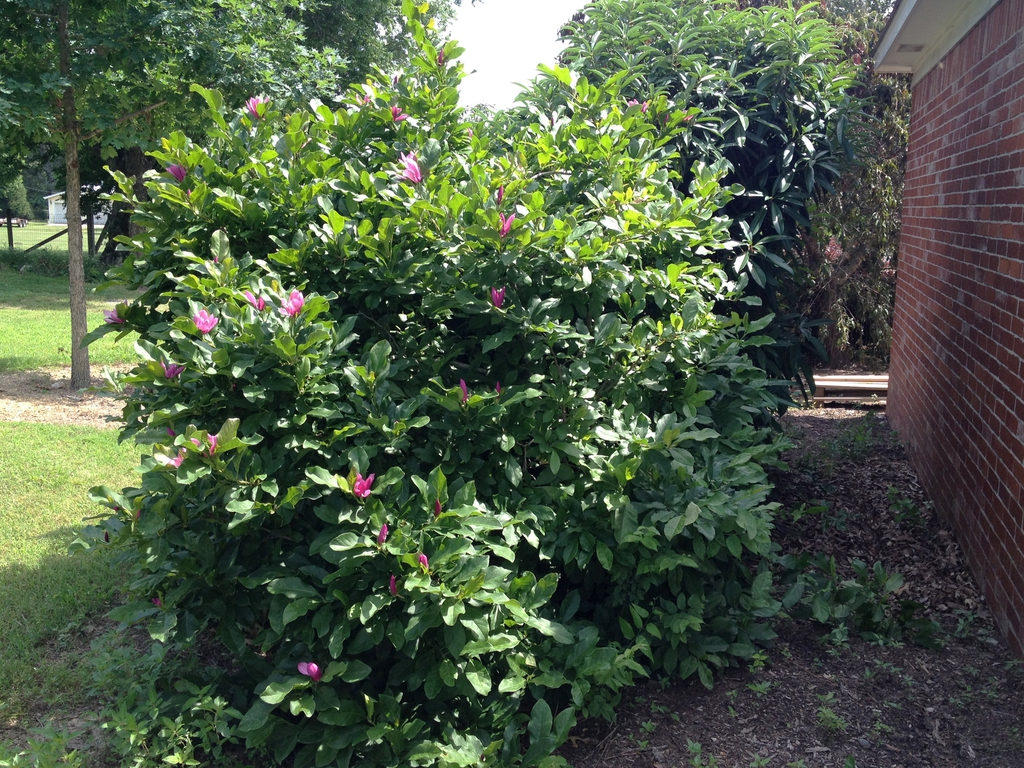 Large rounded shrub.