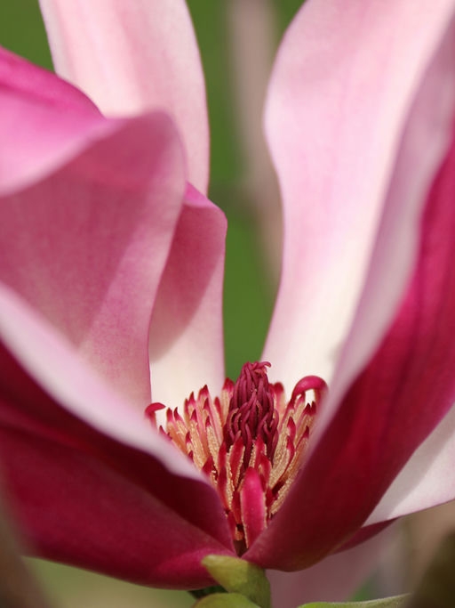 Inside light pink petals pf flower