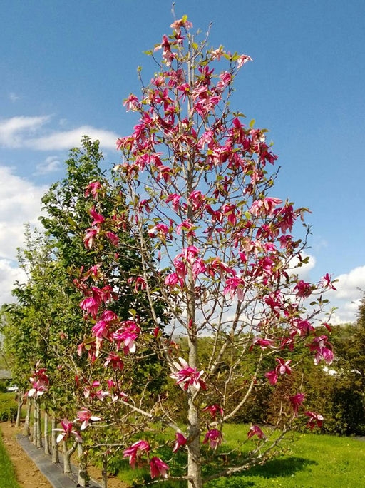 Form of the tree