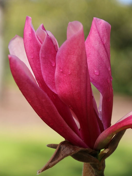 Outside dark pink petals of flower
