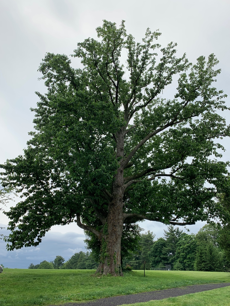 Form