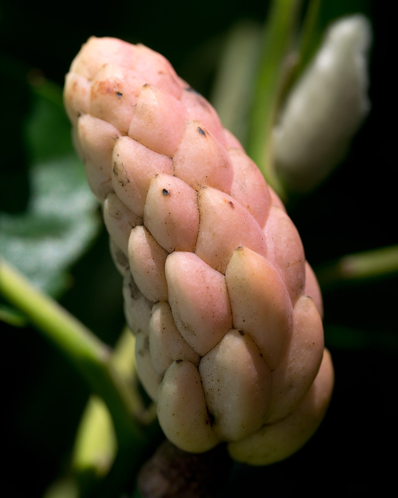 Fruits forming