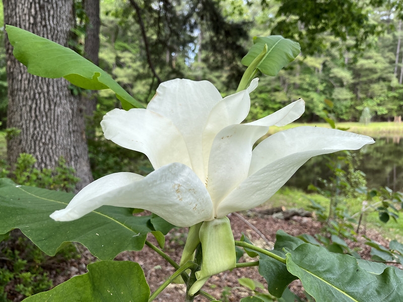 Large solitary many-petaled flower