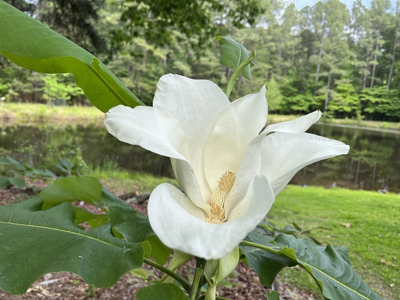 Large solitary many-petaled flower with stamens and carpels.