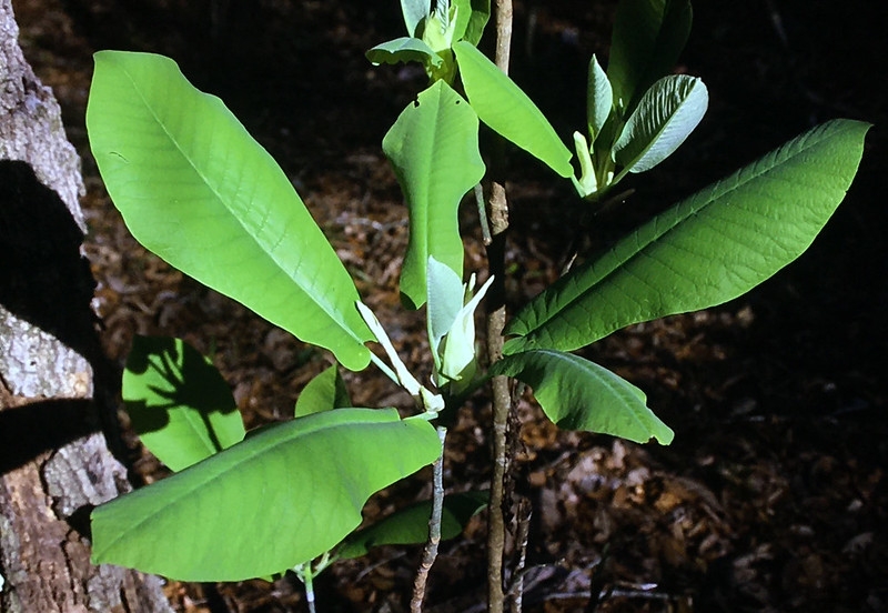 Large leaves with auriculate bases.