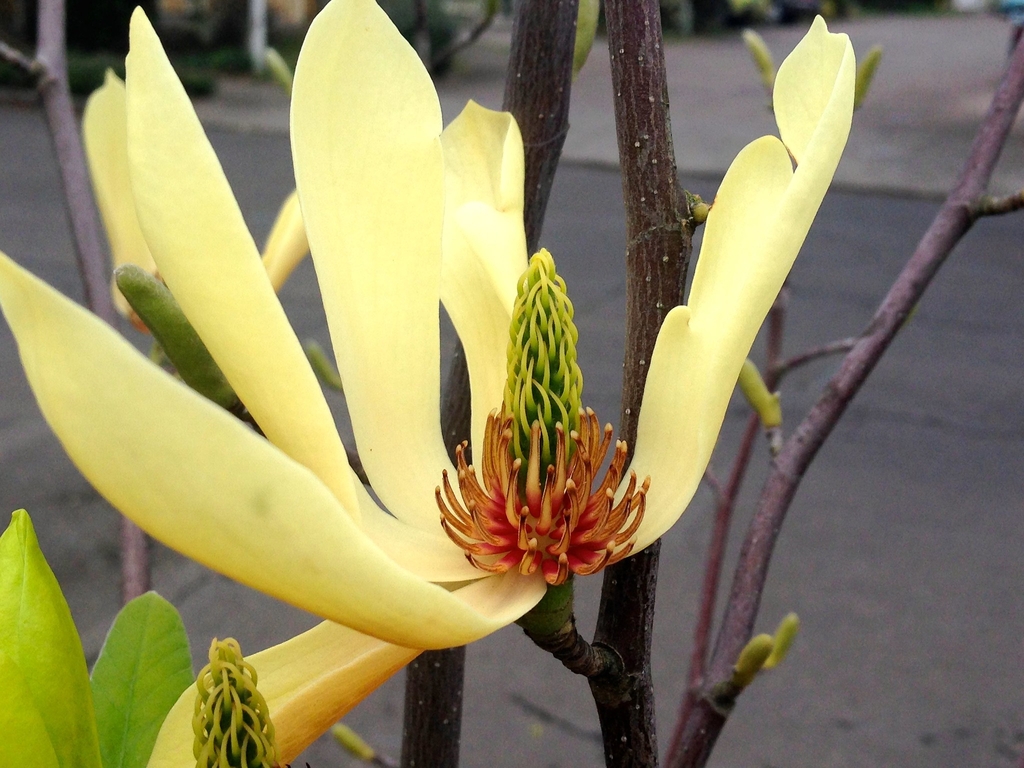 Magnolia 'Butterflies'