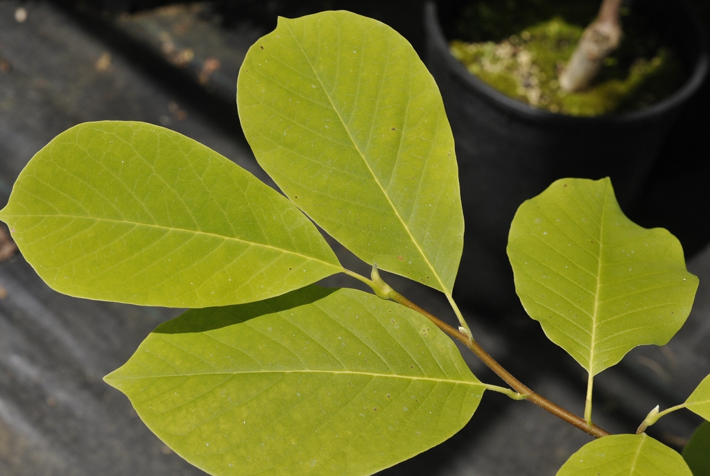 Magnolia 'Butterflies'
