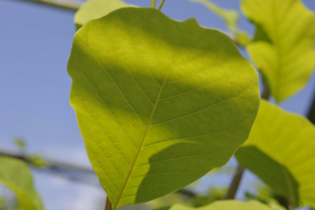 Magnolia 'Butterflies'
