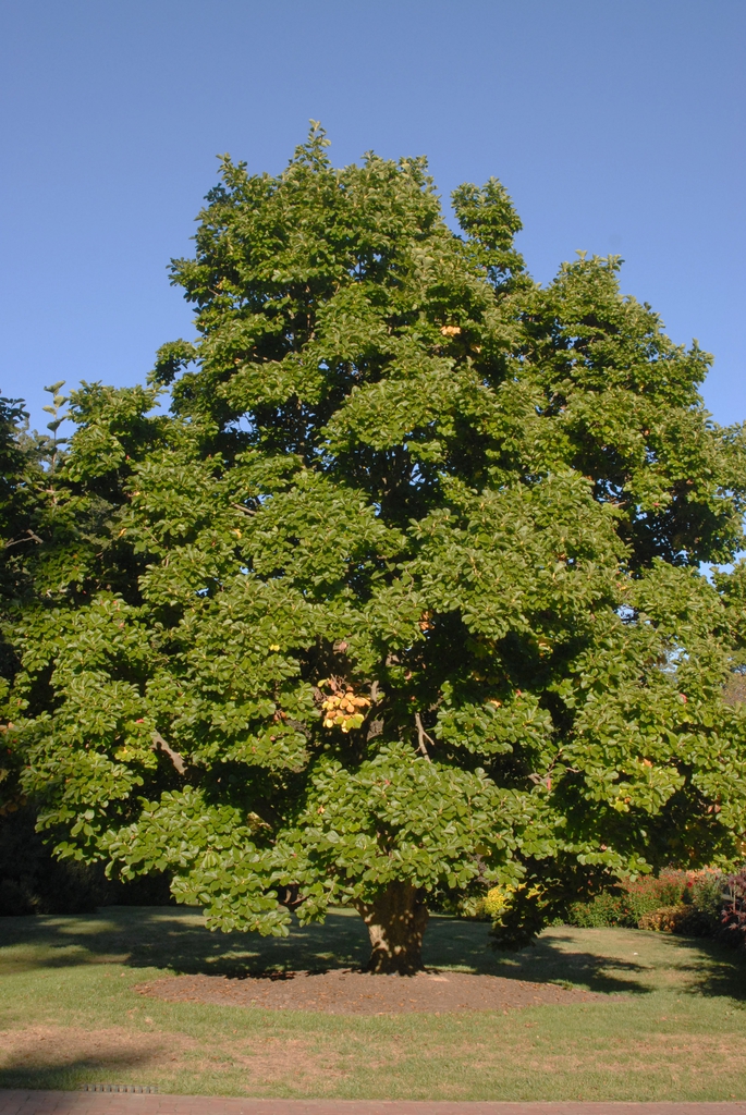 Magnolia denudata