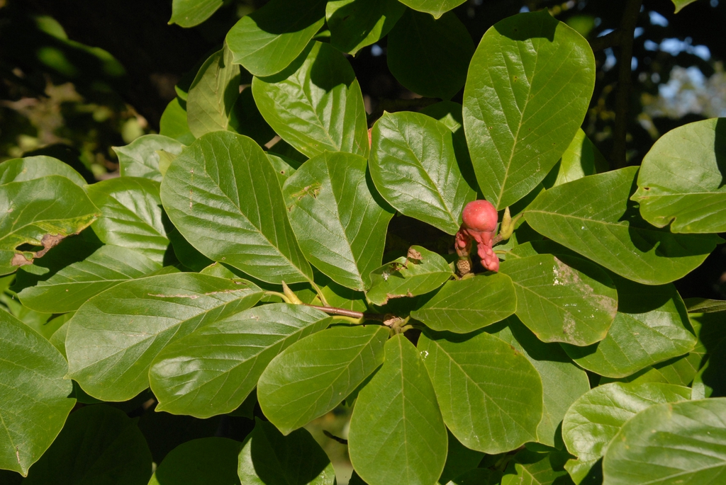 Magnolia denudata