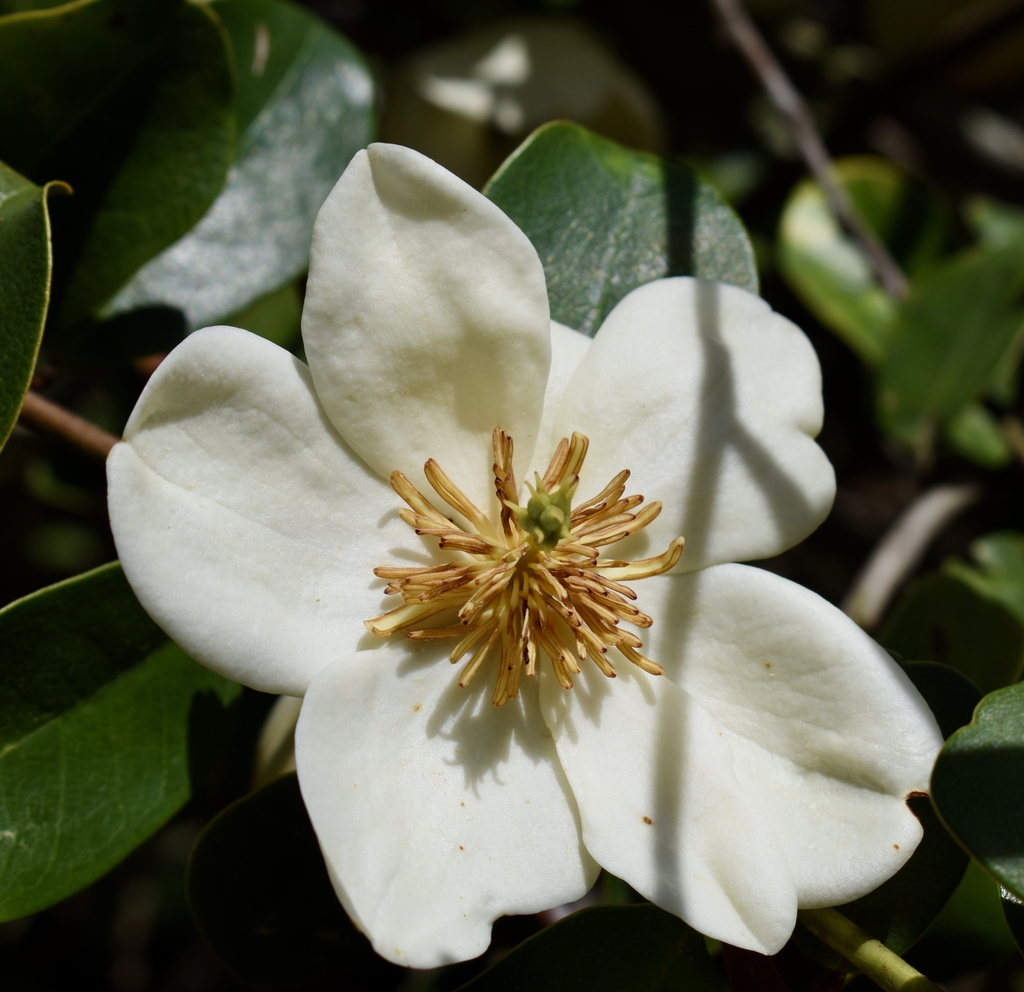 creamy white flowers 6 tepals