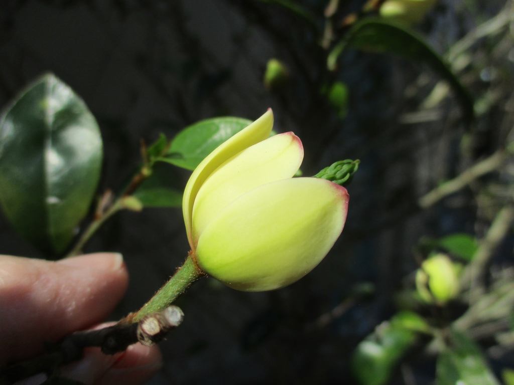 Lemon yellow petals with reddish tips - bud about to bloom.
