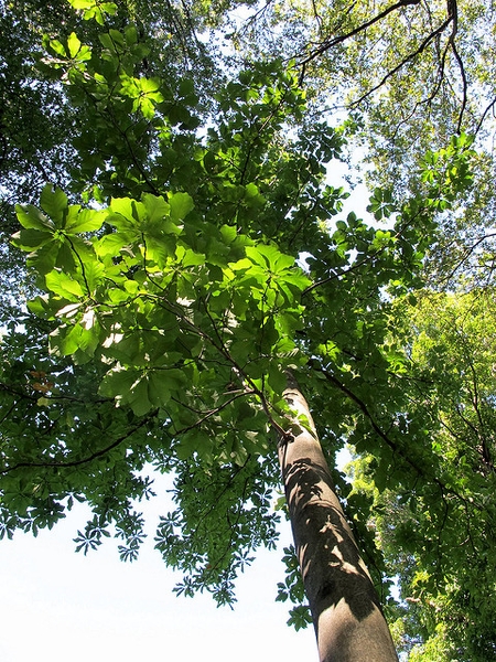 Magnolia fraseri