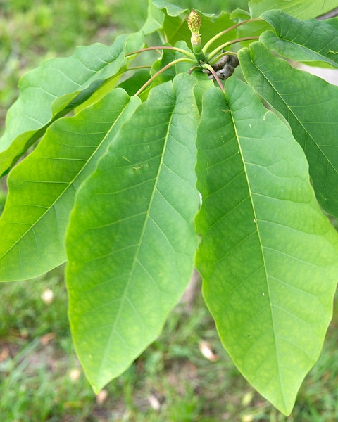 Magnolia fraseri