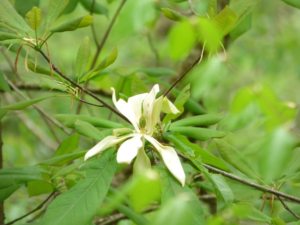 Single large white flower borne on leafy branches.