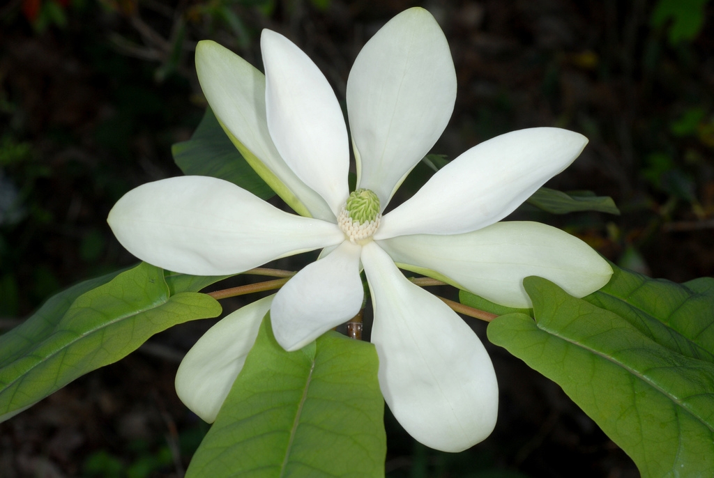 Large white flower with many tepals.