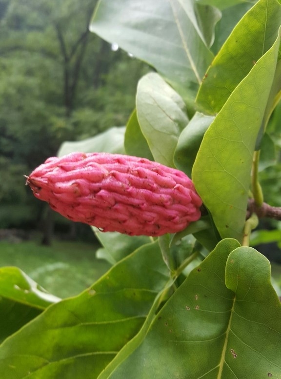 Large solitary fruit made of many congested carpels.