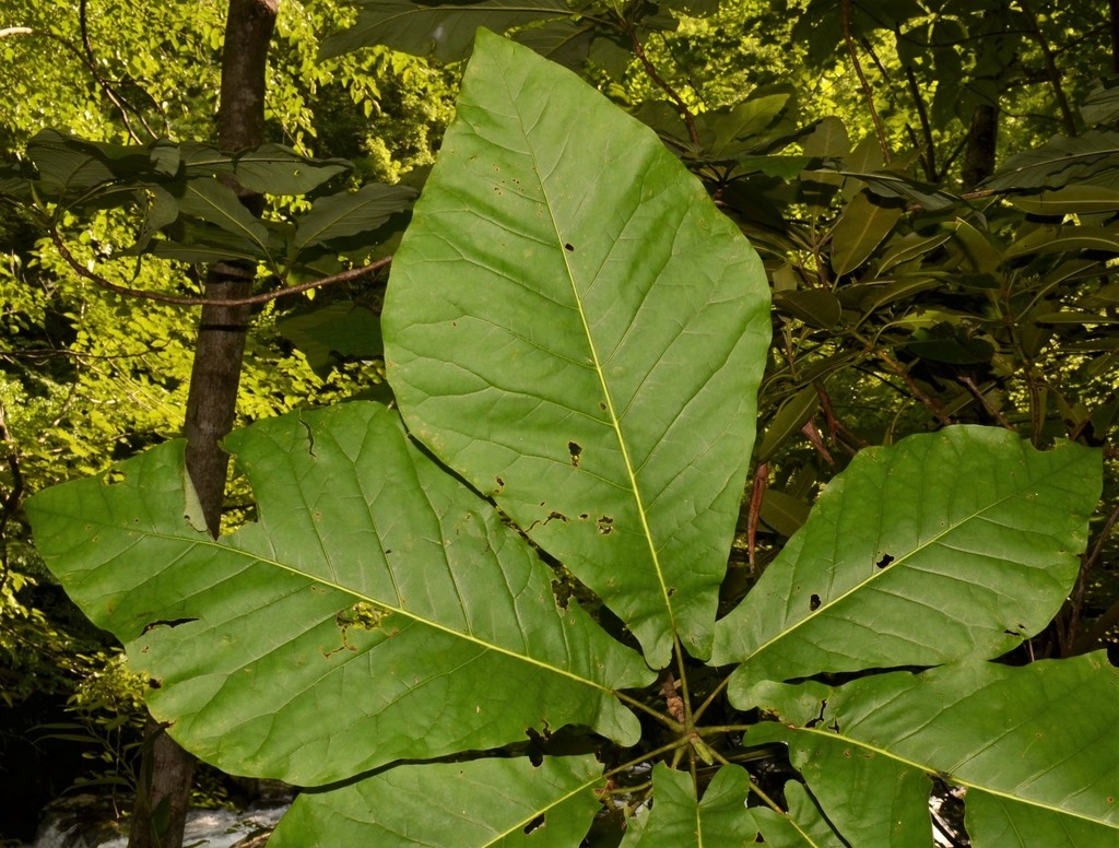 leaves