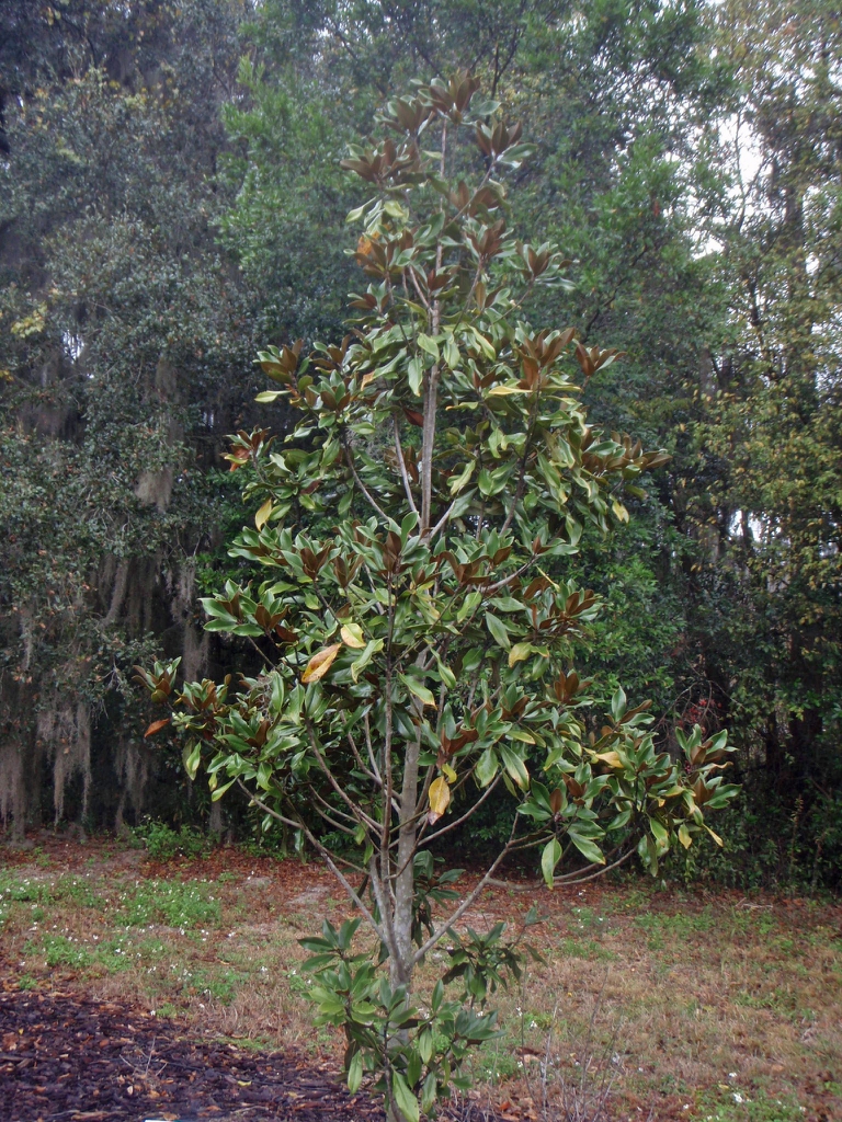 'Miss Chloe' Form
