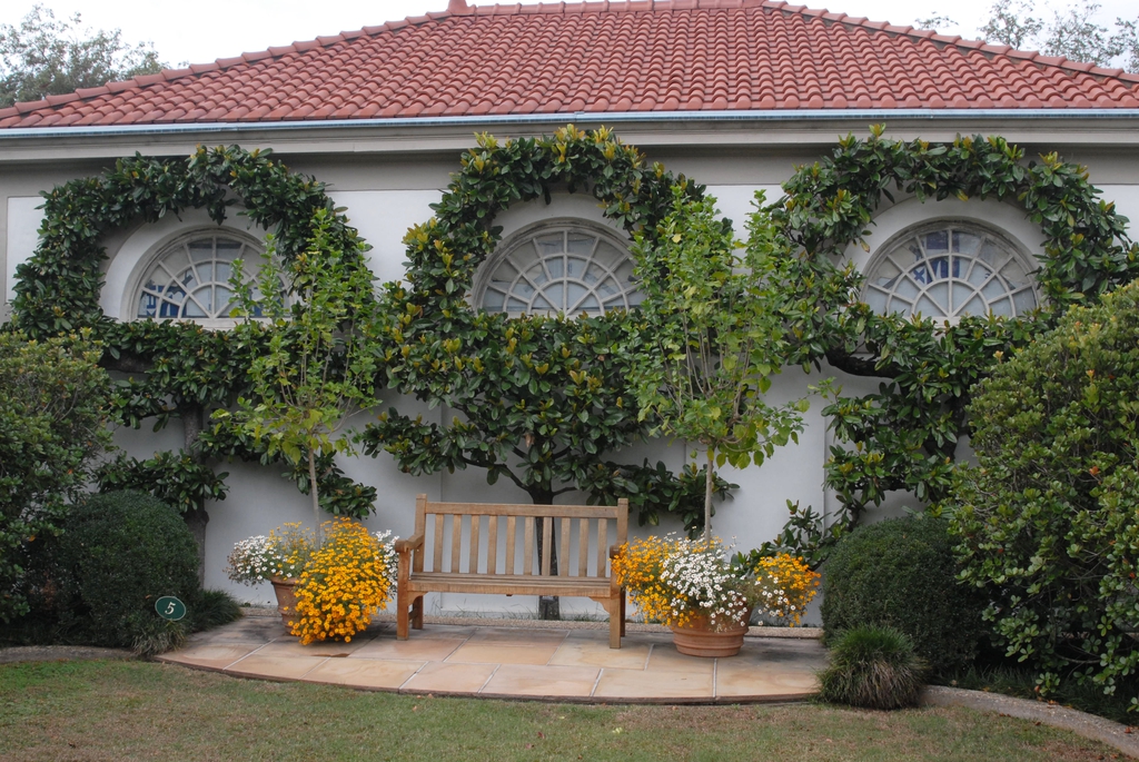 Magnolia grandiflora
