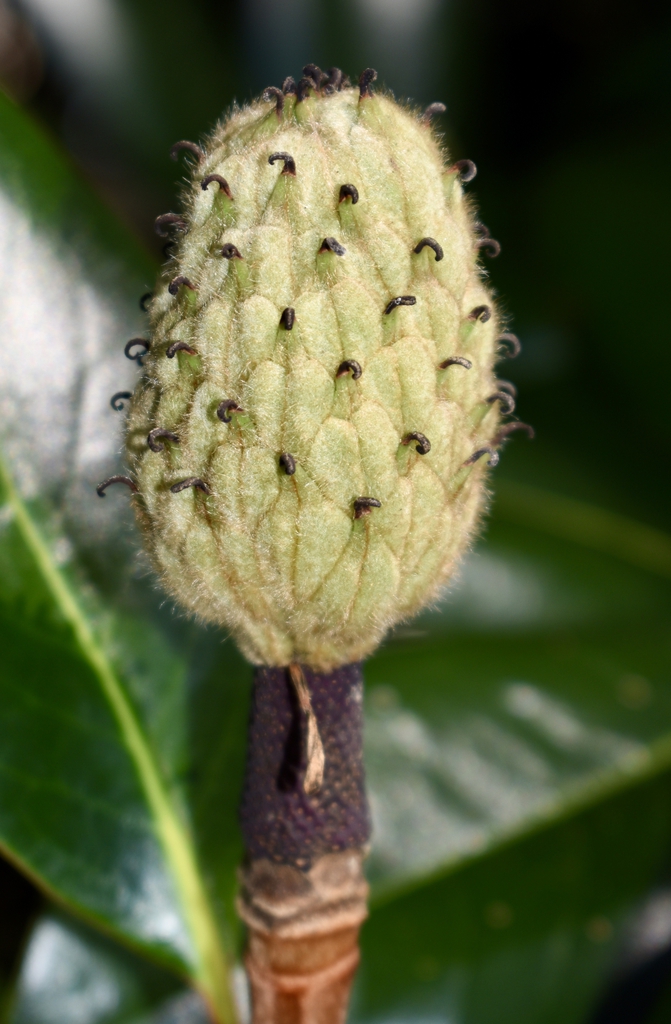 The fruit is a cone like green structure which later turns pink