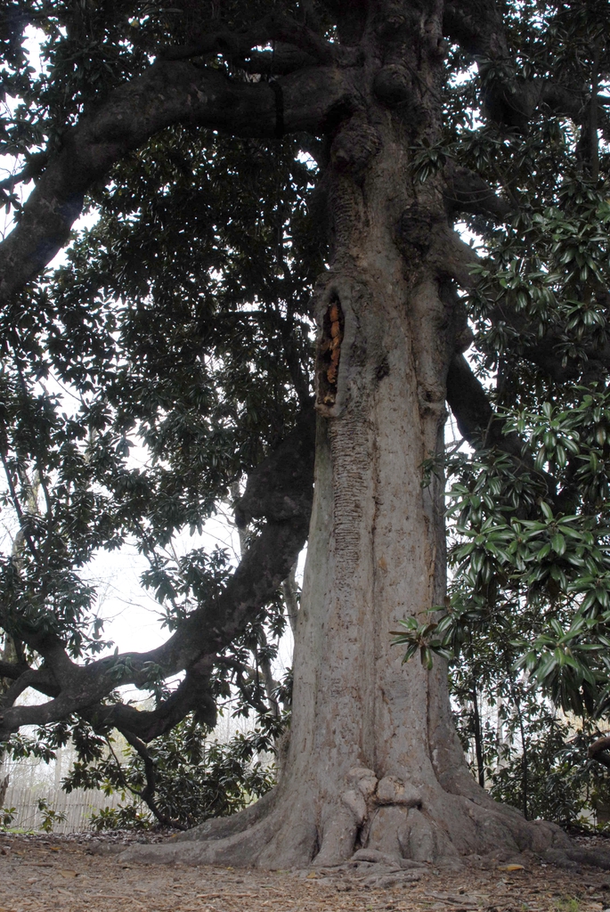 Magnolia grandiflora