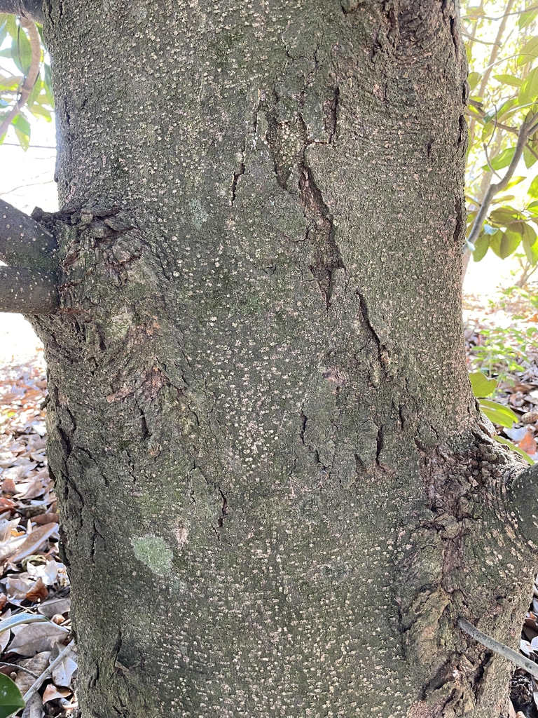 Magnolia grandiflora 'Hasse'