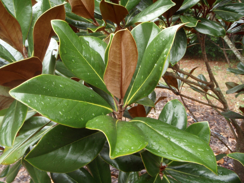 'Blanchard' Leaf