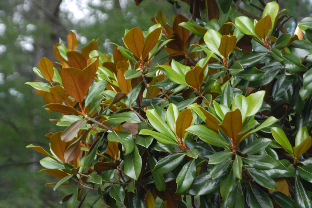 Magnolia grandiflora