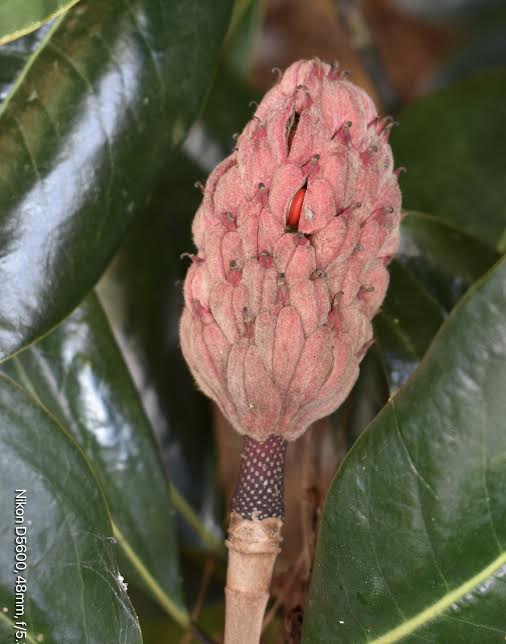 The cone like fruit reddens in late summer