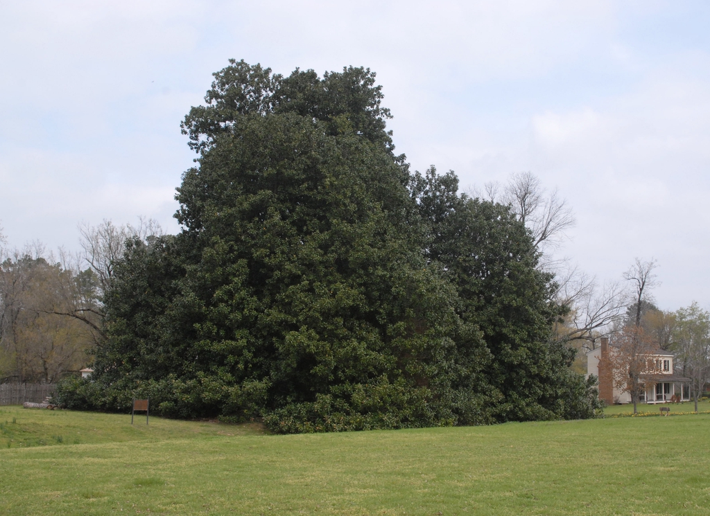 Magnolia grandiflora