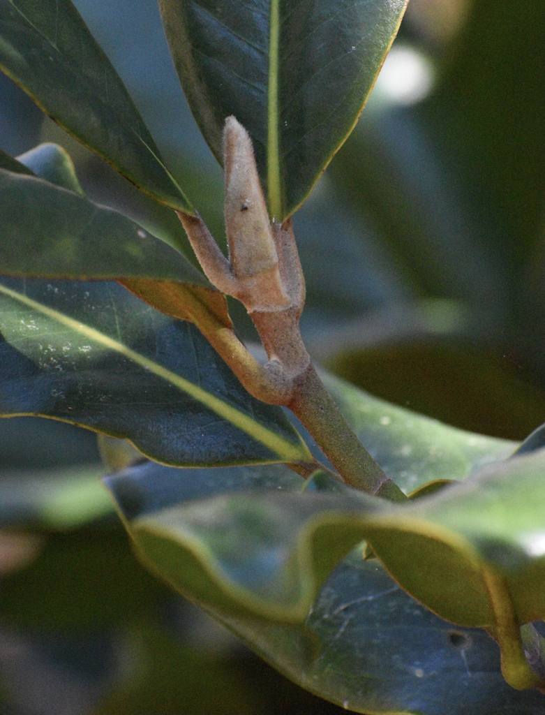 Bud scales that are covered in fine hairs to protect the flower