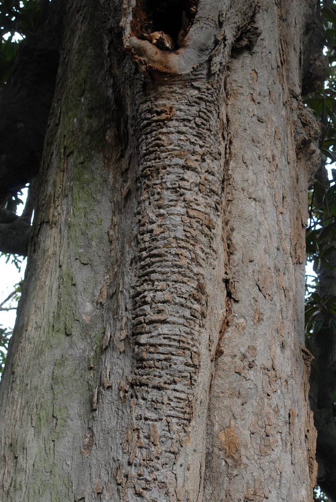 Magnolia grandiflora