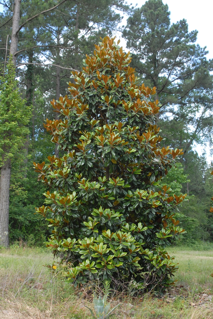 Magnolia grandiflora