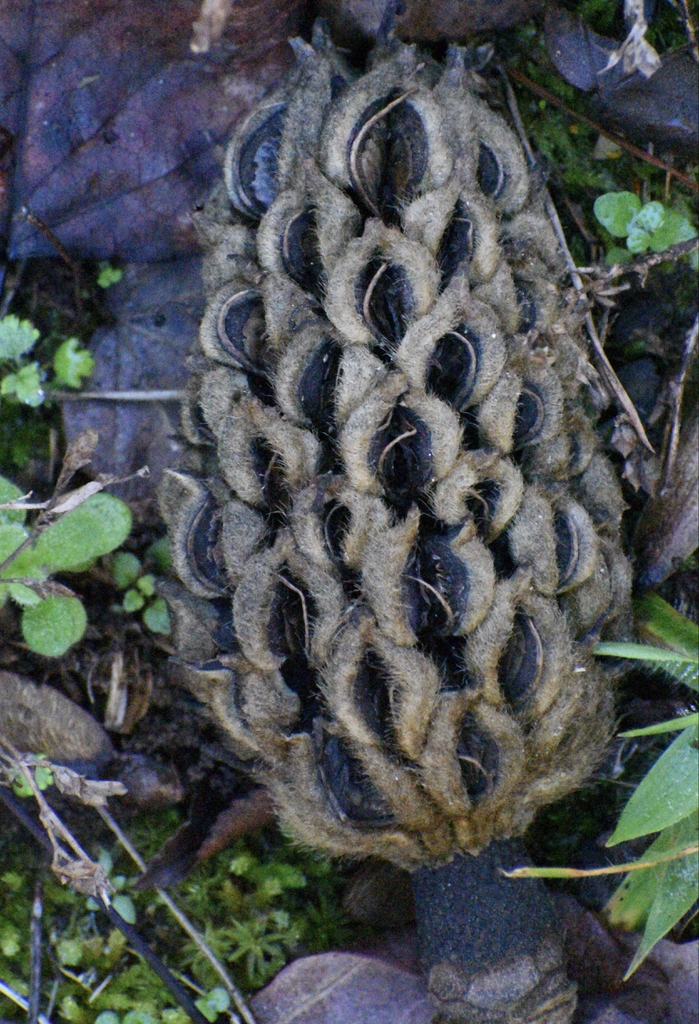 In Winter the fruit is brown and empty of seeds