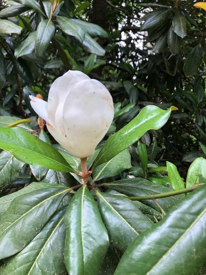 Magnolia grandiflora closed bud opening