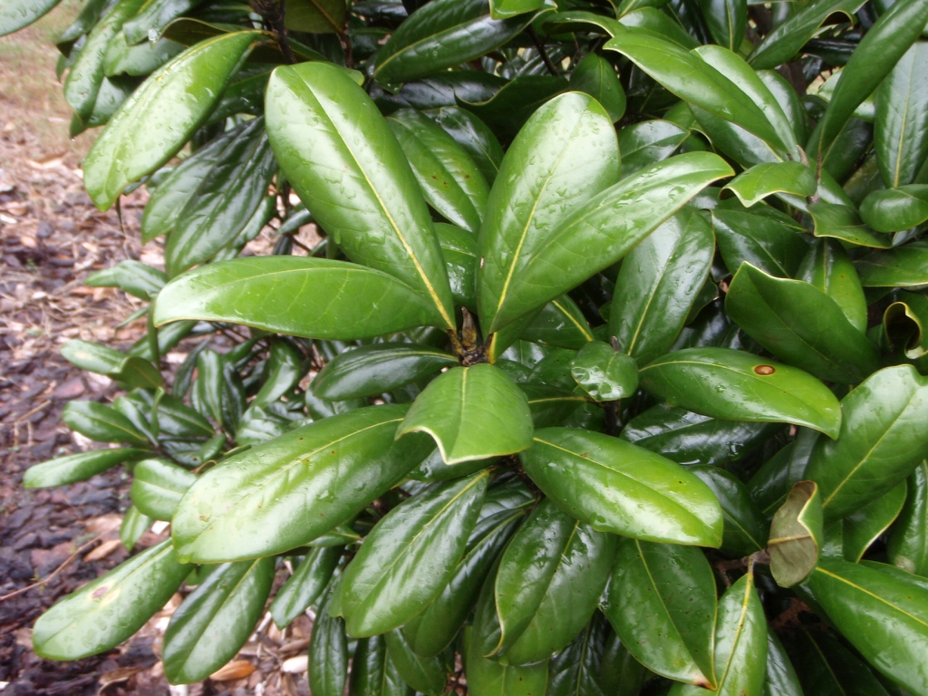 'Greenback' Leaf