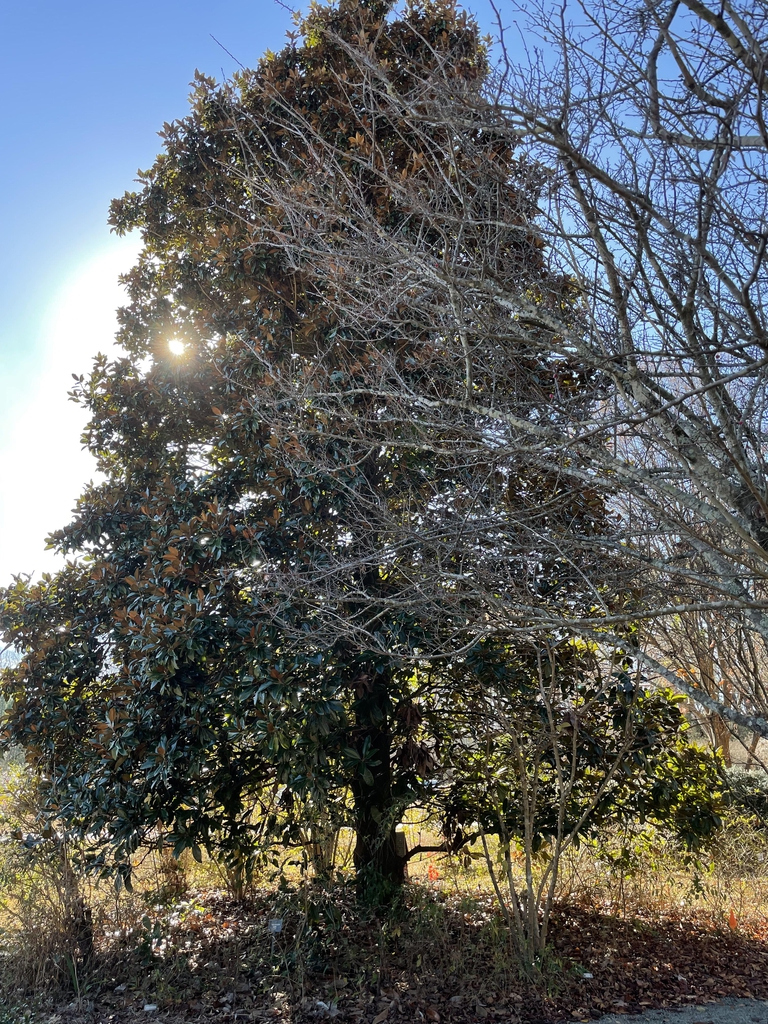 Magnolia grandiflora 'Hasse'