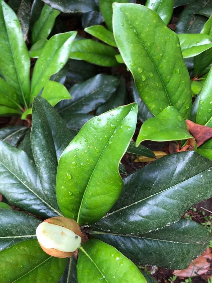 Magnolia grandiflora